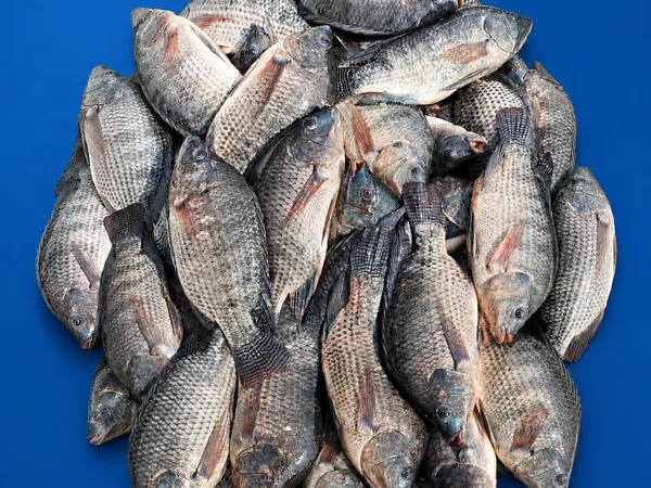 Frozen Tilapia